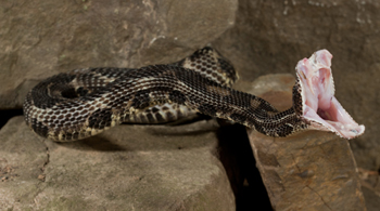 timber rattlesnake